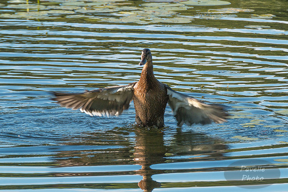 Mallard