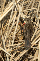 Baby red-winged blackbirds