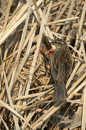 Baby red-winged blackbirds