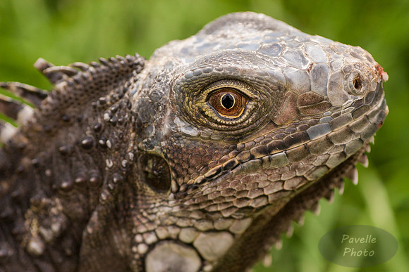 Iguana