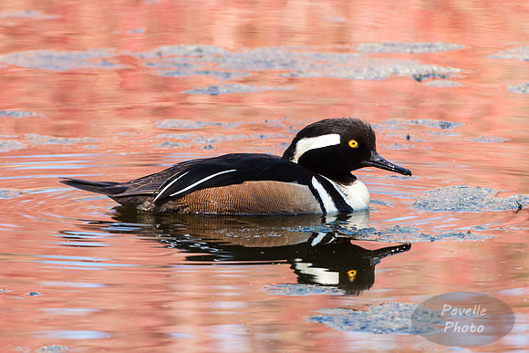 Male Hooded Merganser