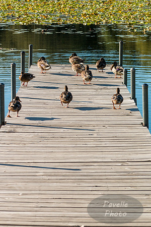 Mallard