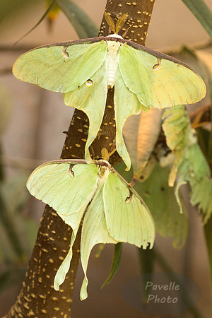 Luna Moths