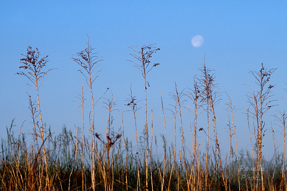 Prairie Moon