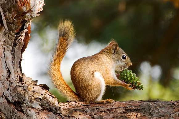 Red Squirrel with Pinecone