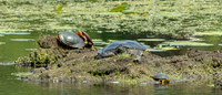 Painted and Snapping Turtles