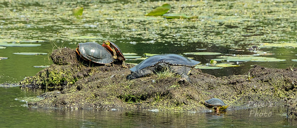 Painted and Snapping Turtles