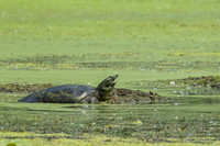 Snapping Turtle