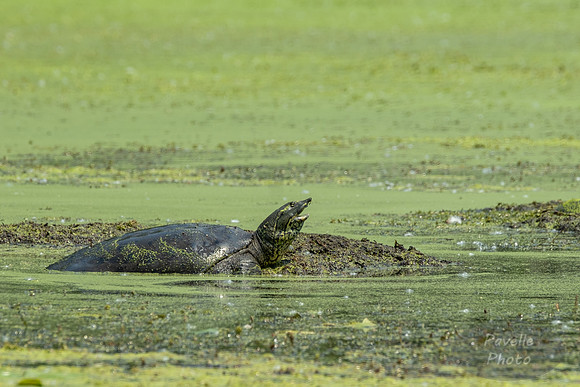 Snapping Turtle
