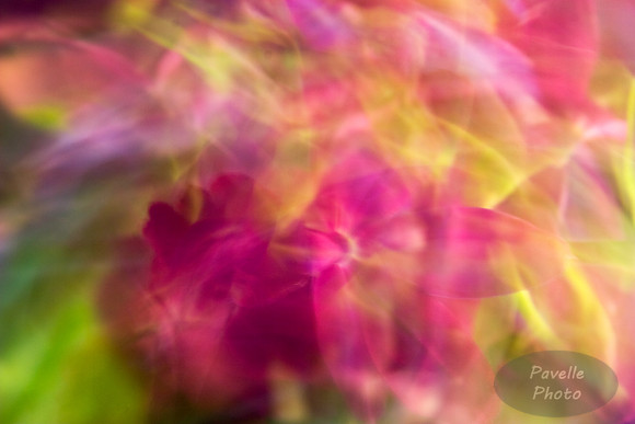 orchid fantasy