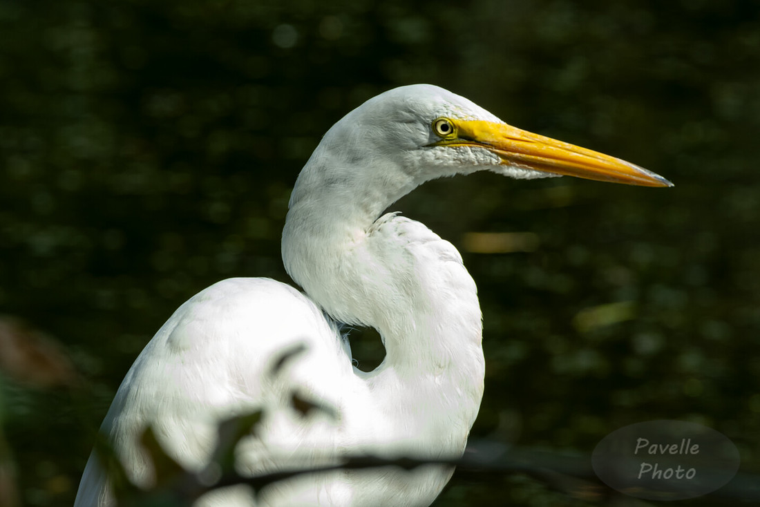 Egret