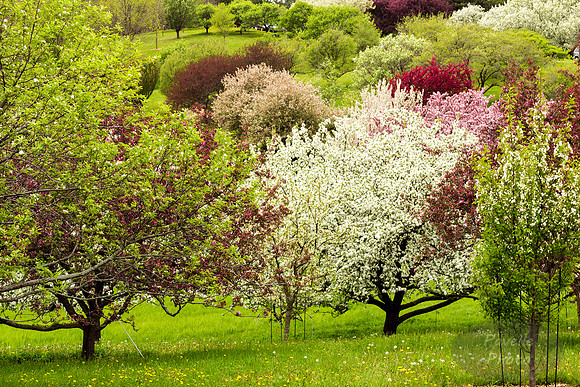 Flowering Trees