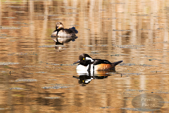 Hooded Merganser