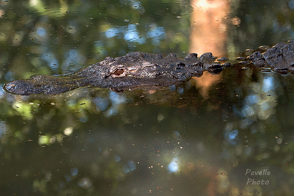 Lurking Gator