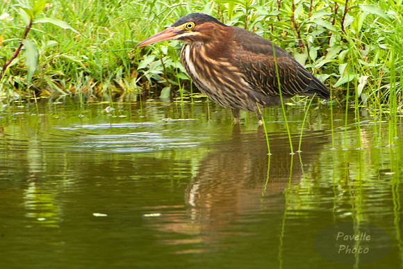 green heron