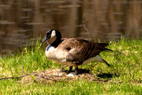 Guarding the Nest Egg