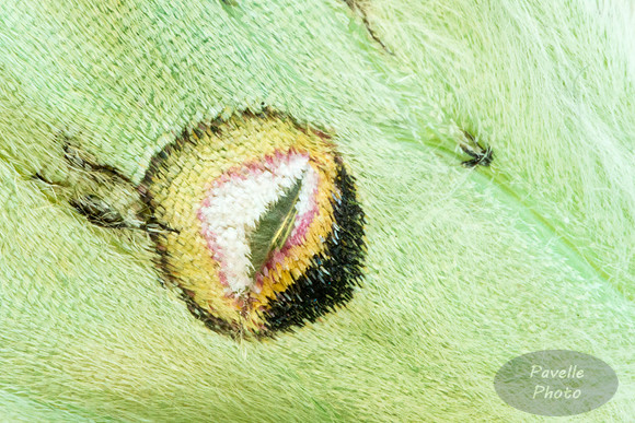 Luna Moth detail