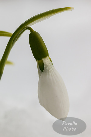 Snowdrop