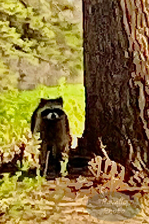 Raccoon