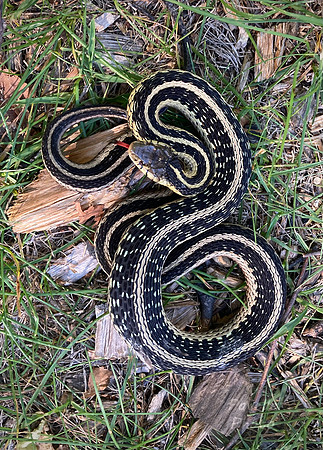 Garter Snake