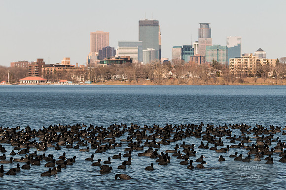 Minneapolis and Coots