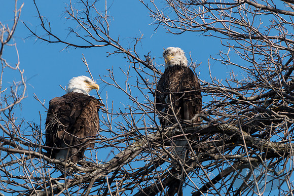 Pair of Bald Eagles