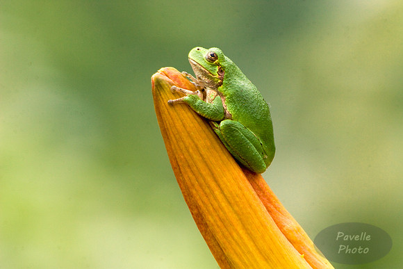 Tree Frog on Lily