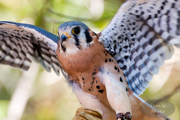 Kestrel