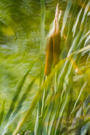 Cattail Reflections