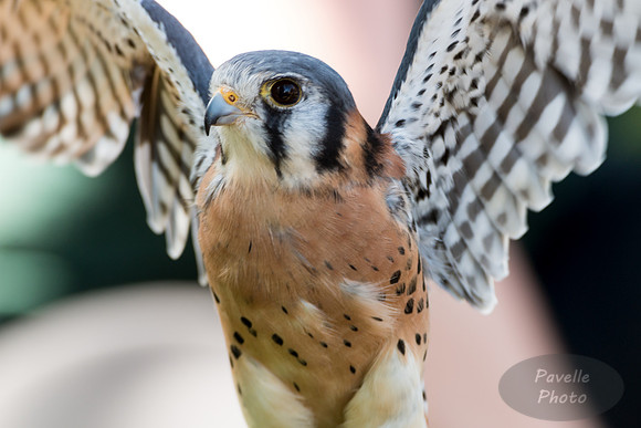 Male American Kestrel