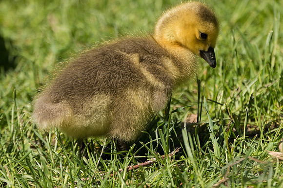 Gosling