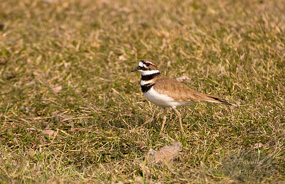 killdeer