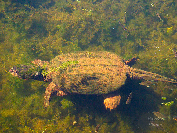 snapping turtle
