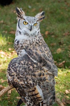 Great Horned Owl