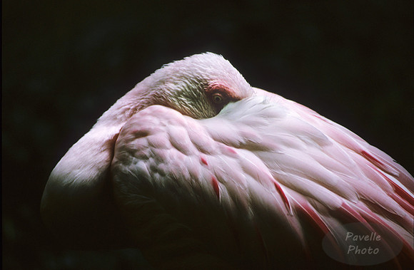 resting flamingo
