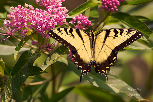 tiger swallowtail