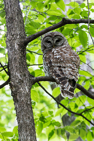 Barred Owl