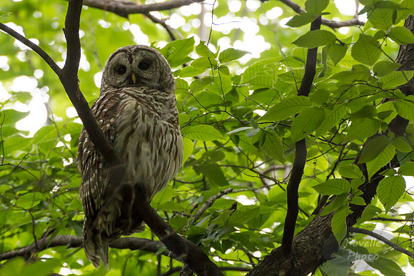 Barred Owl