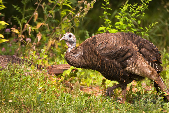 Wild Turkey