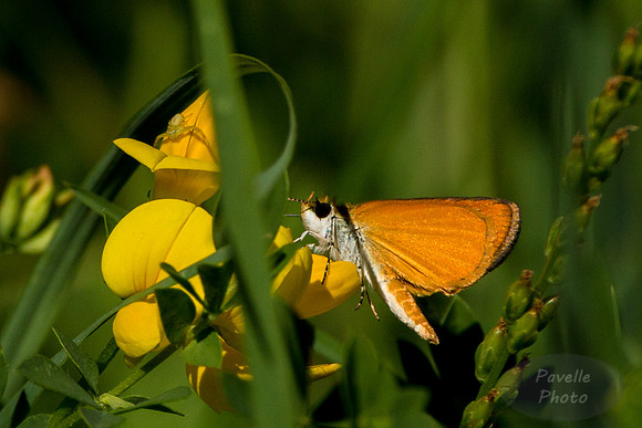 Least Skipper