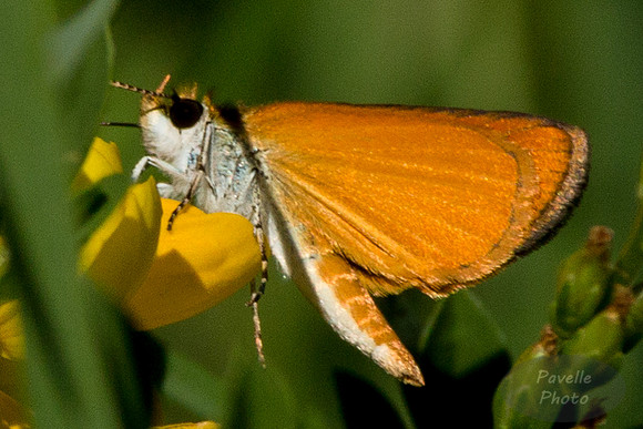 Least Skipper