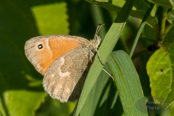 Common Ringlet