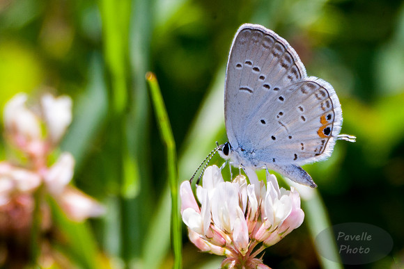 Eastern Tailed-Blue