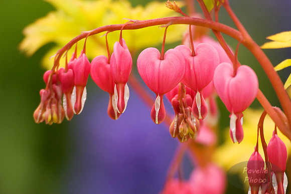 Bleeding Hearts