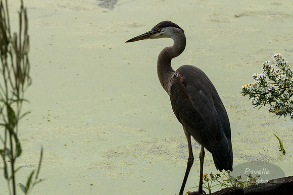 Great Blue Heron