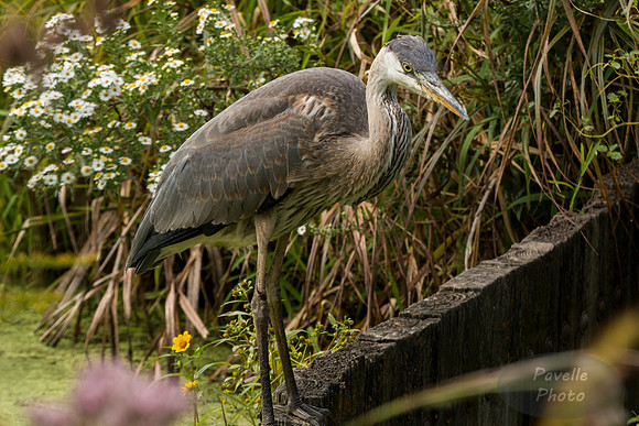 Great Blue Heron