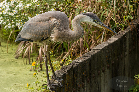 Great Blue Heron
