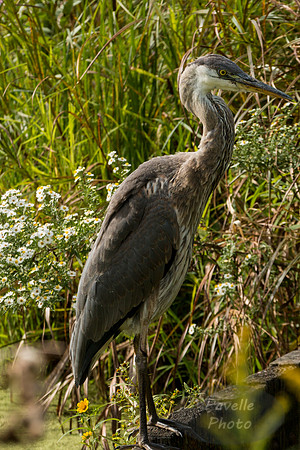 Great Blue Heron