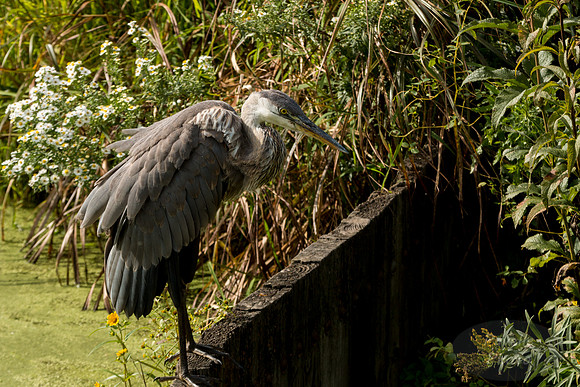 Great Blue Heron