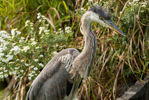 Great Blue Heron